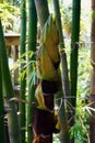 Young bamboo tree top