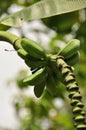 Young banana flower growing in the tropics. Bananas on the tree Royalty Free Stock Photo