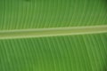 Young banana leaf texture, nature Royalty Free Stock Photo
