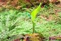 Young banana sprout close Royalty Free Stock Photo