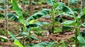 Young banana tree in Agriculture