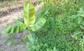 Young banana tree growing vigorously in the garden