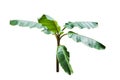 Young banana tree isolated on white background.