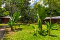Berg En Dal, Suriname - August 2019: Young Banana Trees In Rural Environment