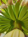 young bananas and flowers on a banana tree Royalty Free Stock Photo