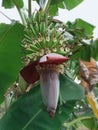 young bananas with flowers that will never bloom.