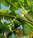 Young bananas look green in color