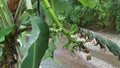 Young bananas, plants that easily grow in the yard without the need for extra care Royalty Free Stock Photo