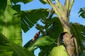 Young bananas still on the tree with red banana hearts
