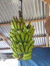 Young Bananas From Sumatra To be used as crackers