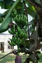 Young bananas on the tree, banana blossom Royalty Free Stock Photo