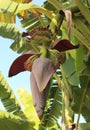 Young bananas on the tree Royalty Free Stock Photo