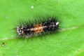 Young Banded Wooly Bear caterpillar Royalty Free Stock Photo