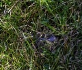 Young bank vole hidden in the grass