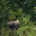 Young bank vole hidden in the grass