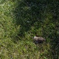 Young bank vole hidden in the grass