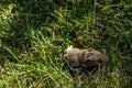 Young bank vole hidden in the grass