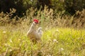 Young Bantam chicken Royalty Free Stock Photo