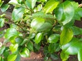 Young Banyan leaves