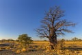Young baobab tree