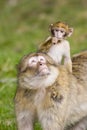 Young barbary ape on mothers back Royalty Free Stock Photo