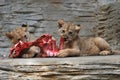 Young Barbary lions