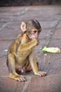 Young Barbary macaque