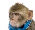 Young Barbary Macaque, Macaca Sylvanus, 1 year old