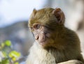 Young Barbary Macaque Monkey on Gibraltar, Putting on a Charming Look