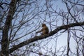 Young Barbary Macaque in the tree in Akfadou Forest, Bejaia