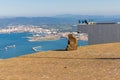 Young Barbery Ape sitting at the Gibraltar Cable Car top station and overlooking the bay.