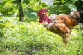 A young bare neck breed chick stands in the garden in summer Royalty Free Stock Photo