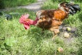 A young bare neck breed chick stands in the garden in summer Royalty Free Stock Photo