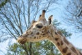 Young Baringo giraffe Royalty Free Stock Photo