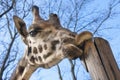 Young Baringo giraffe Royalty Free Stock Photo