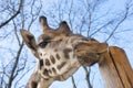 Young Baringo giraffe Royalty Free Stock Photo