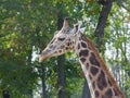 Young Baringo giraffe Royalty Free Stock Photo