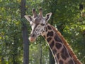 Young Baringo giraffe Royalty Free Stock Photo