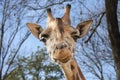 Young Baringo giraffe Royalty Free Stock Photo