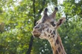 Young Baringo giraffe Royalty Free Stock Photo