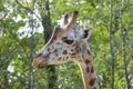 Young Baringo giraffe Royalty Free Stock Photo