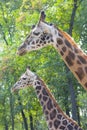 Young Baringo giraffe Royalty Free Stock Photo