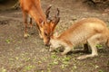 Young Barking deer Muntiacinae with Red Necked Wallaby eat green leaves in ZOO