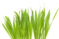 Young barley grass.