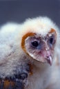 Young Barn Owl Royalty Free Stock Photo