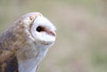 Young barn owl with black eyes Royalty Free Stock Photo