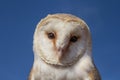 Young barn owl during a falconry flight show in Dubai, UAE.