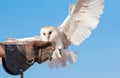 Young barn owl during a falconry flight show in Dubai, UAE.