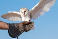 Young barn owl during a falconry flight show in Dubai, UAE.