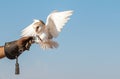 Young barn owl during a falconry flight show in Dubai, UAE. Royalty Free Stock Photo